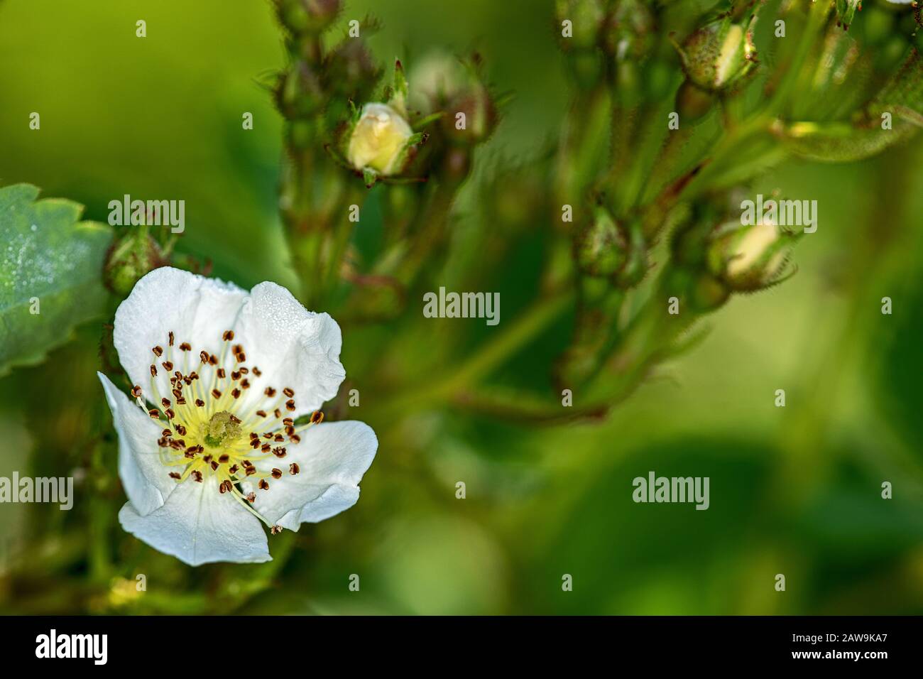 Rosa canina, comunemente conosciuta come la rosa del cane, davanti a un fiore aperto, nella parte posteriore molte gemme Foto Stock