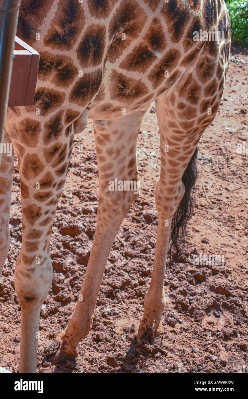 primo piano delle gambe della giraffa Foto Stock