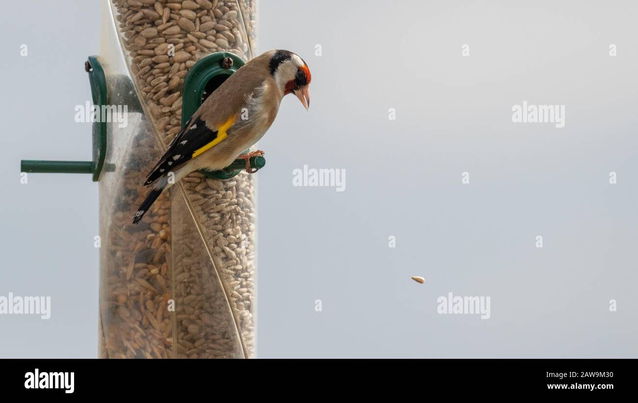 Una splendida e colorata goldfinch appollaiata su un alimentatore di uccelli che guarda un singolo seme cadere via Foto Stock