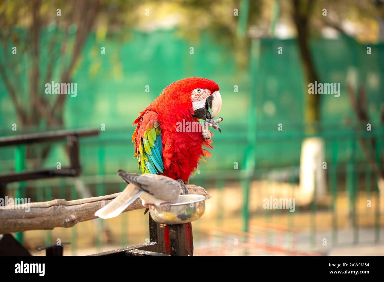 Ritratto del pappagallo Scarlet Macaw colorato con una colomba in zoo mangiare noci Foto Stock