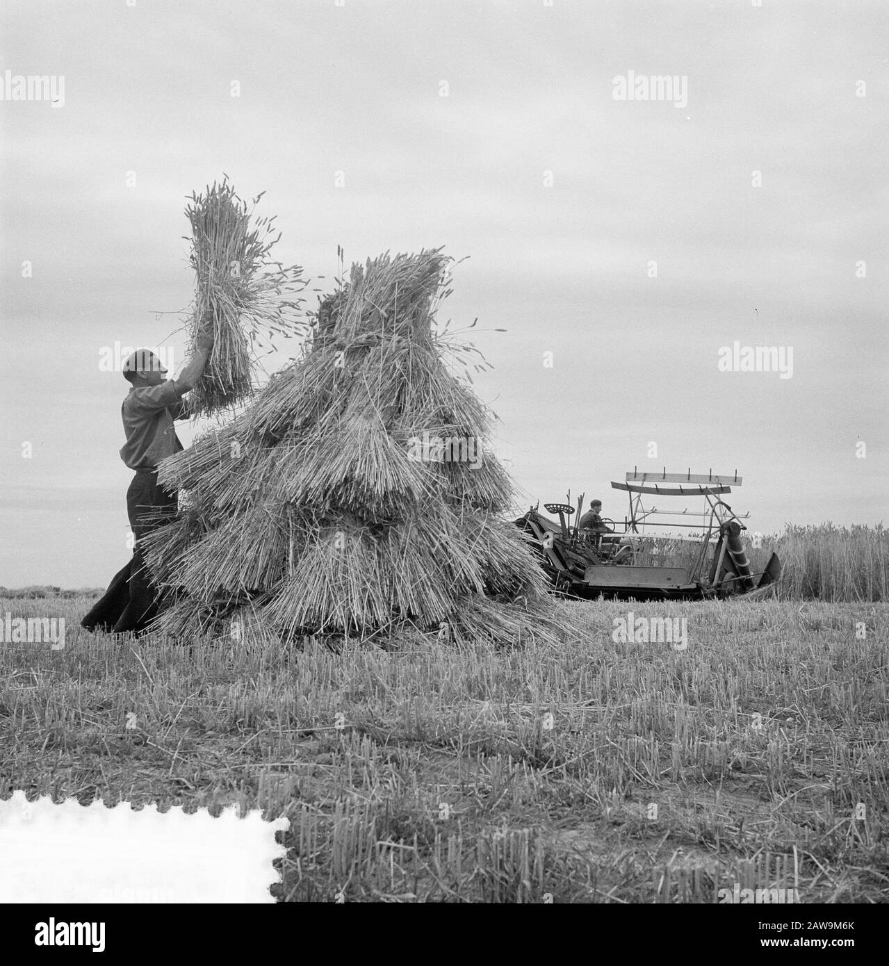 Harvest Pictures (fieno e fattoria) Data: 4 agosto 1953 Parole Chiave: Haying, agricoltura Foto Stock