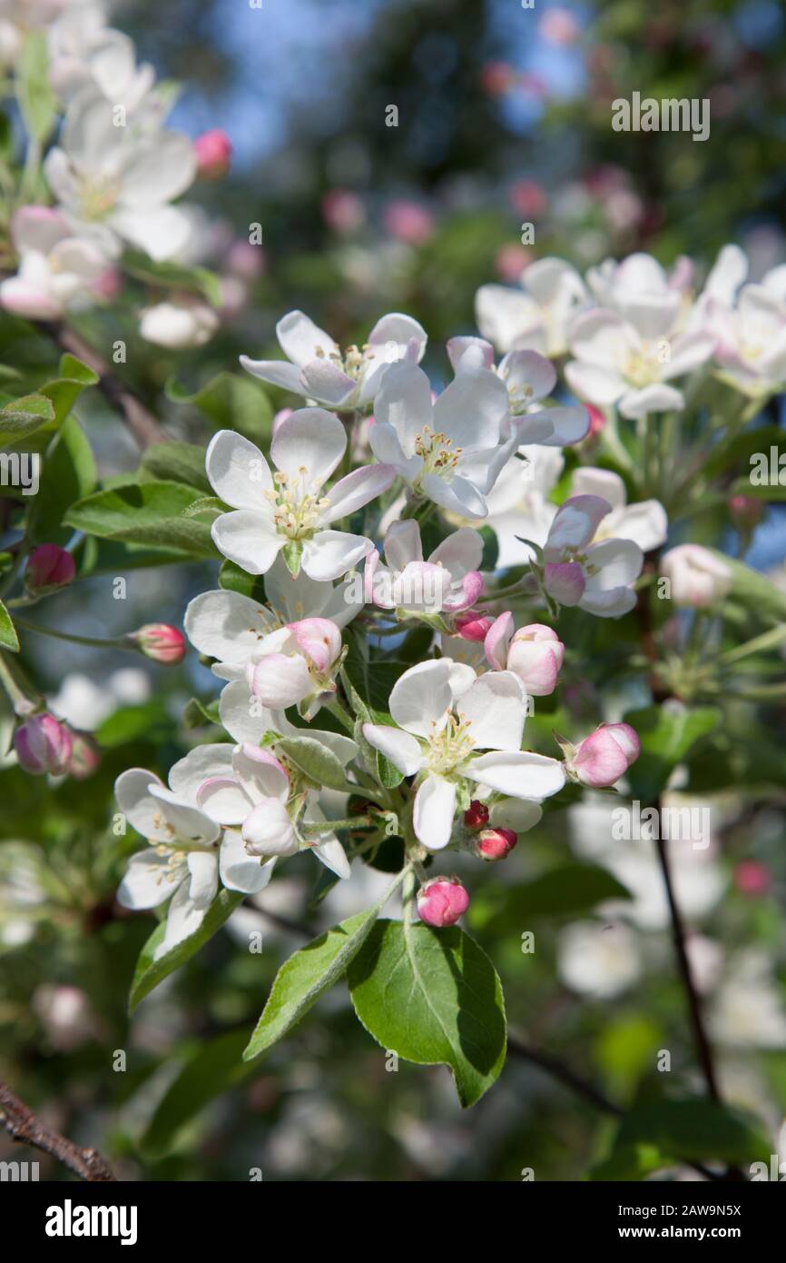 La mela fiorisce sotto il sole primaverile Foto Stock