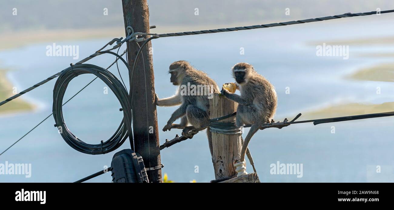 Hermanus, Capo Occidentale, Sud Africa. Dicembre 2019. Due scimmie Vervet che mangiano e giocano vicino a una scatola di derivazione elettrica su un palo del telegrafo sulla parte superiore di Foto Stock