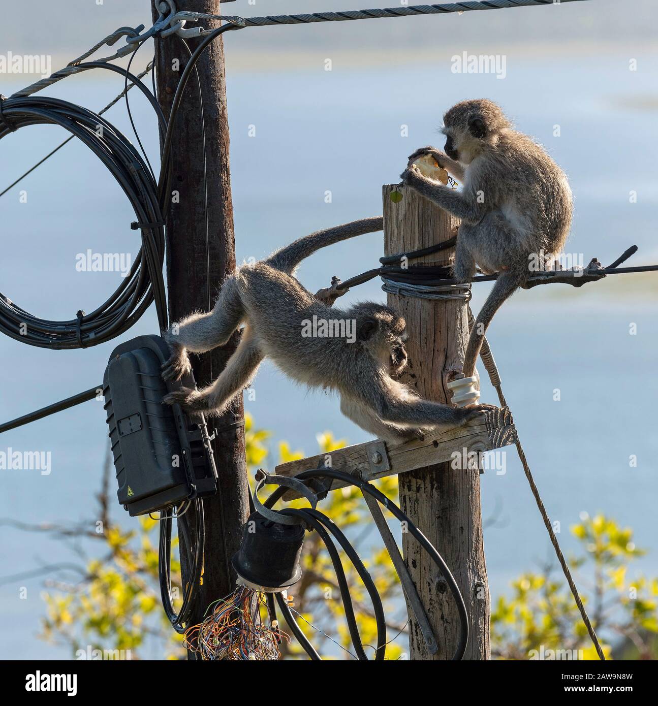 Hermanus, Capo Occidentale, Sud Africa. Dicembre 2019. Due scimmie Vervet che mangiano e giocano vicino a una scatola di derivazione elettrica su un palo del telegrafo sulla parte superiore di Foto Stock