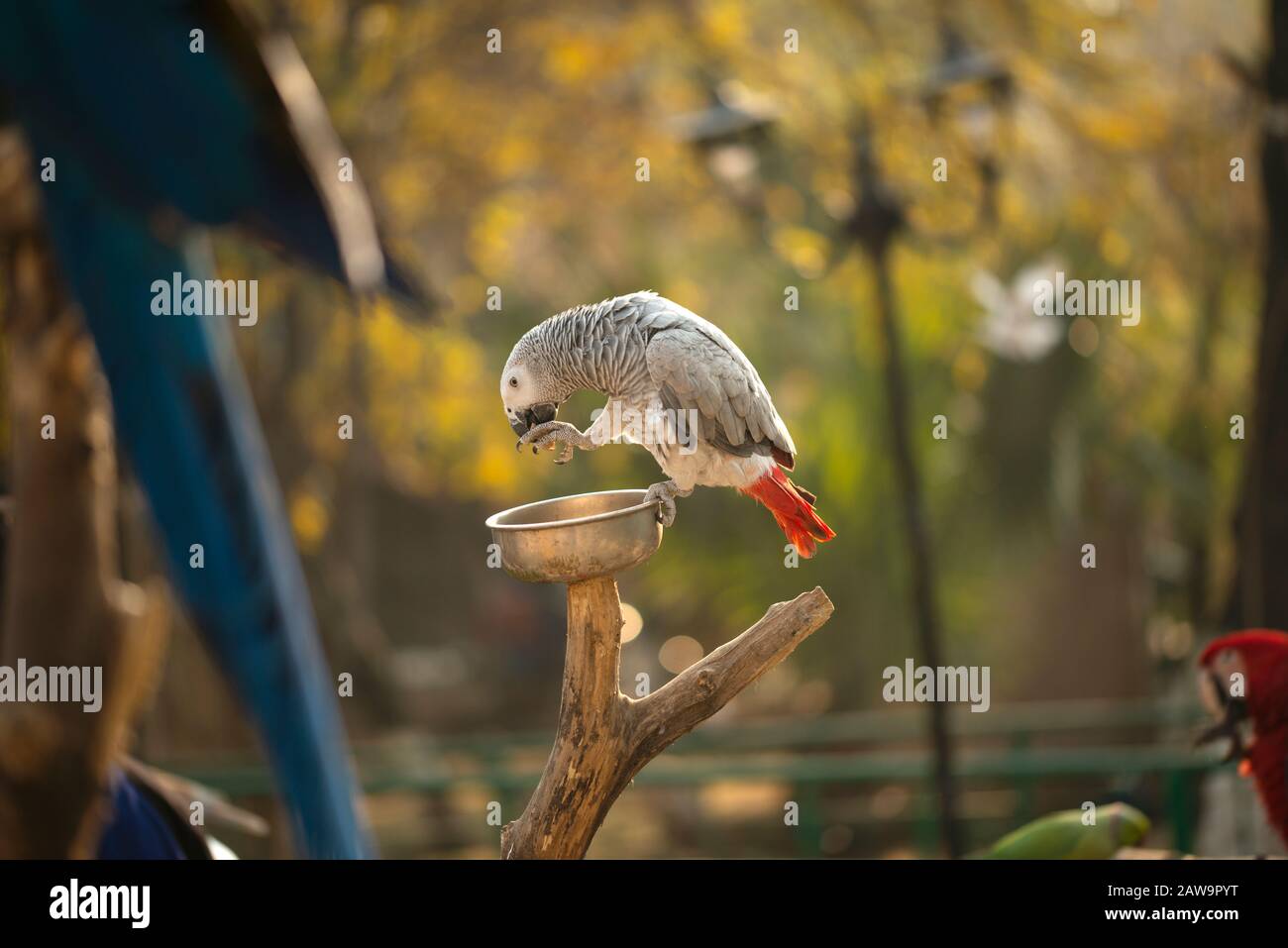 Il pappagallo Psittacus grigio tenendo e mangiando un dado in zoo Foto Stock