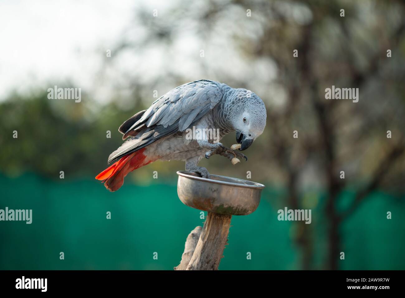 Il pappagallo Psittacus grigio tenendo e mangiando un dado in zoo Foto Stock
