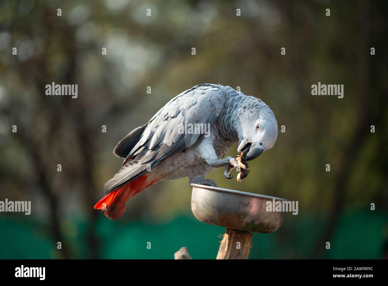 Il pappagallo Psittacus grigio tenendo e mangiando un dado in zoo Foto Stock