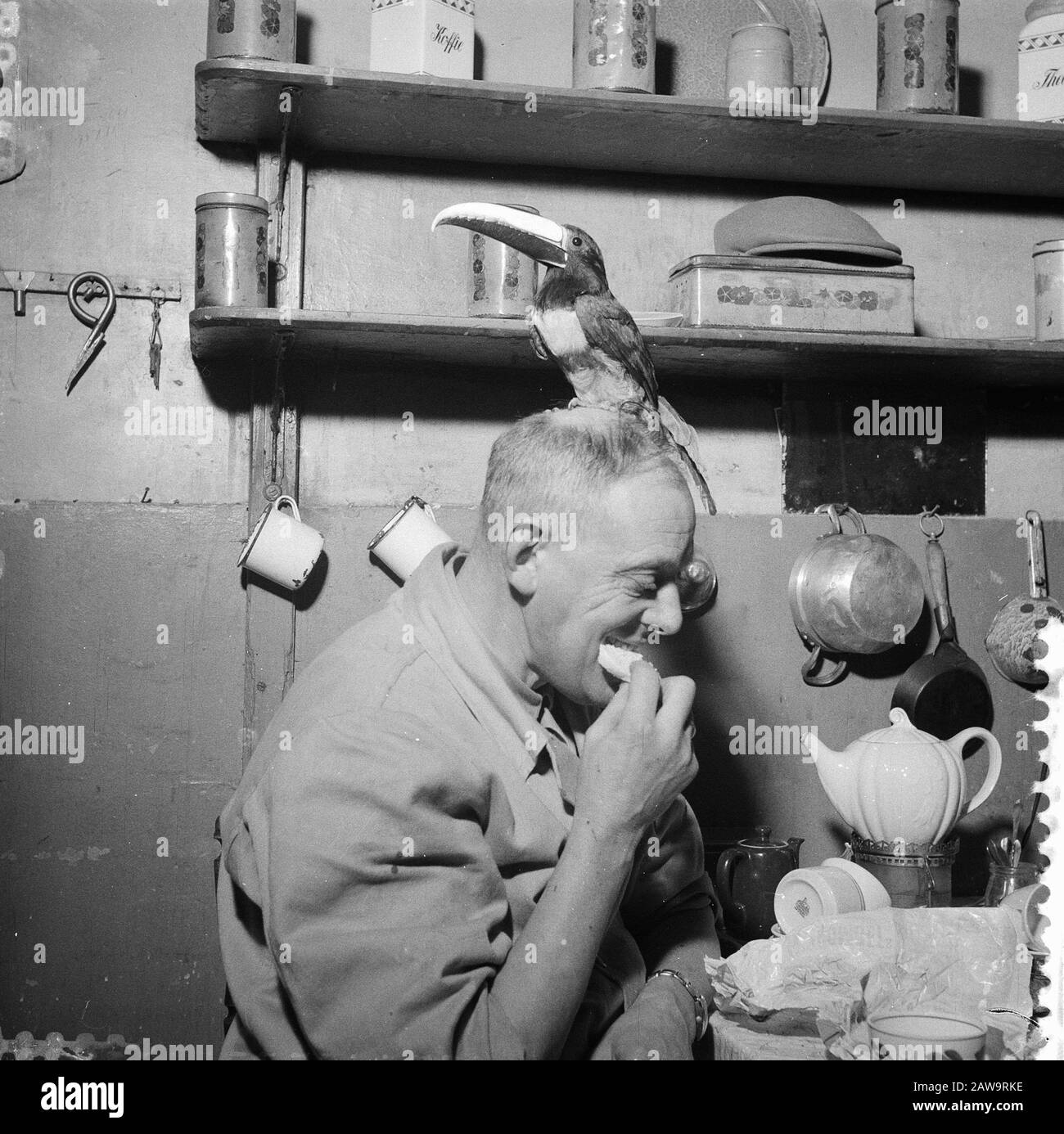 Nuovo Artis arrivo Data: 9 dicembre 1957 Parole Chiave: Toucans, uccelli Nome istituzione: Artis Foto Stock