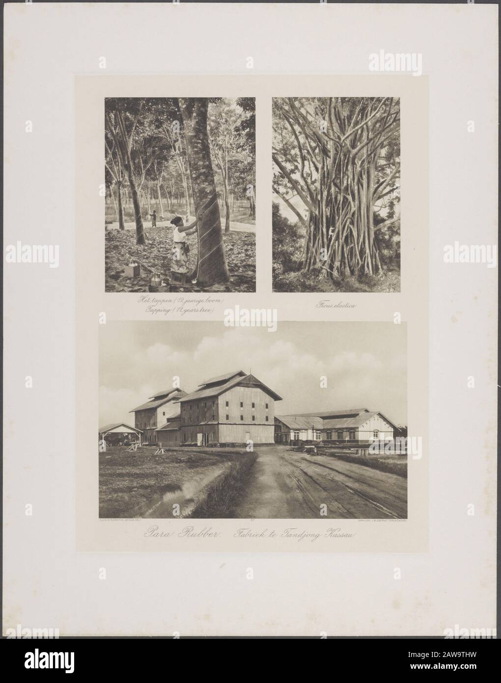 Album fotografico Deli Maatschappij Sumatra O.K. (KleingrotThe) in alto a sinistra: [Alberi di gomma), i perni (albero di 12 anni). In alto a destra: Ficus elastica Sotto: Para gomma. Factory Tandjong Kassau Data: 1905 Ubicazione: Indonesia, Medan, Indie Orientali Olandesi, Sumatra, Tanjung Kassau Foto Stock