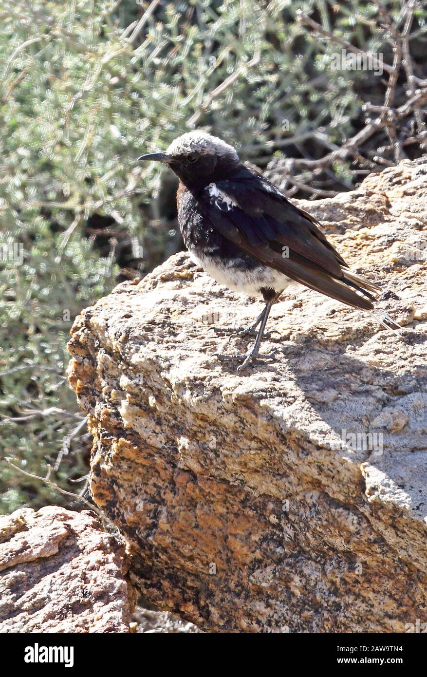 Mountain Wheatear (Myrmecocichla monticola monticola) morfo scuro maschio adulto arroccato su roccia Karoo, Sud Africa novembre Foto Stock