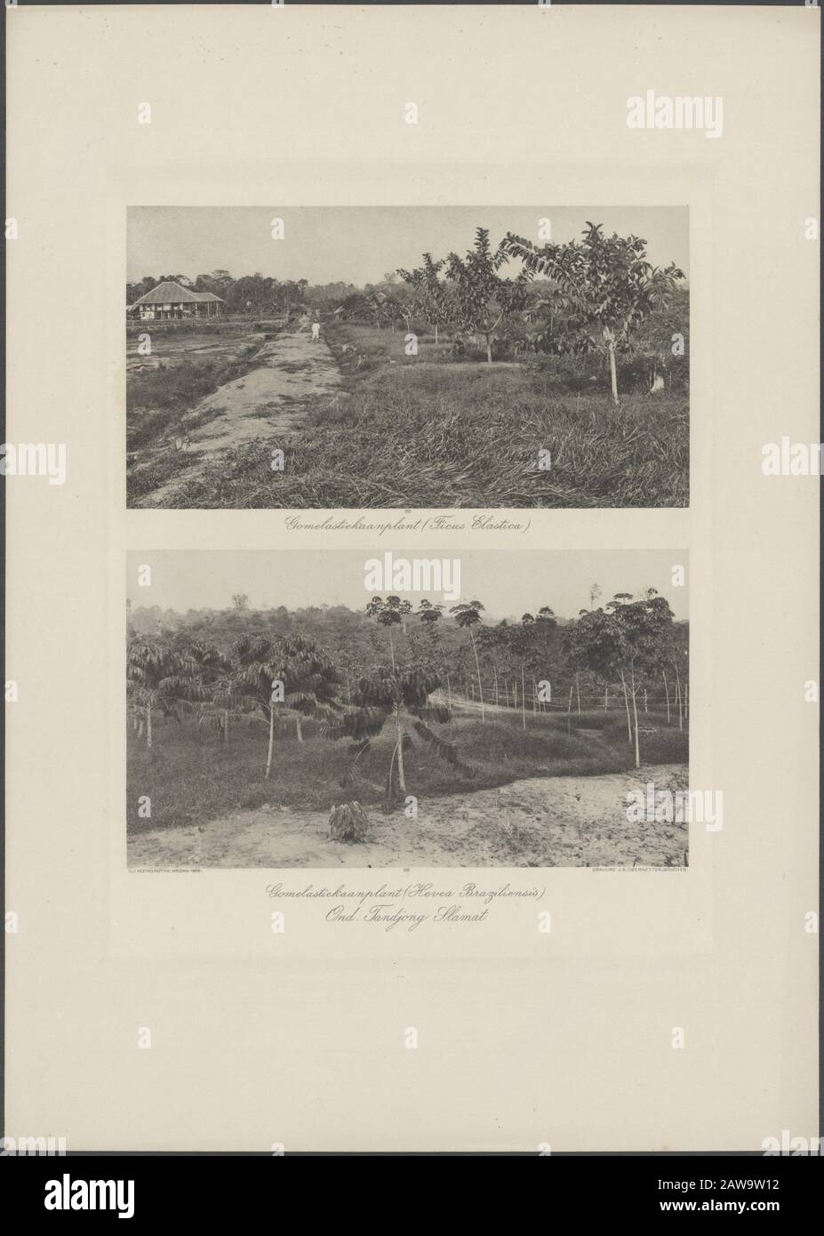 Album Fotografico Deli Company: Deli Maatschappij. Costa orientale di Sumatra (C.J. Kleingrotthe, Medan) Compagnia Tandjong Slamat. Sopra: Gomelastiekaanplant (Ficus Elastica): Sotto: Gomelastiekaanplant (Hevea Brasile Ensis) Data: 1905 Località: Indonesia, Indie Orientali Olandesi, Sumatra Foto Stock