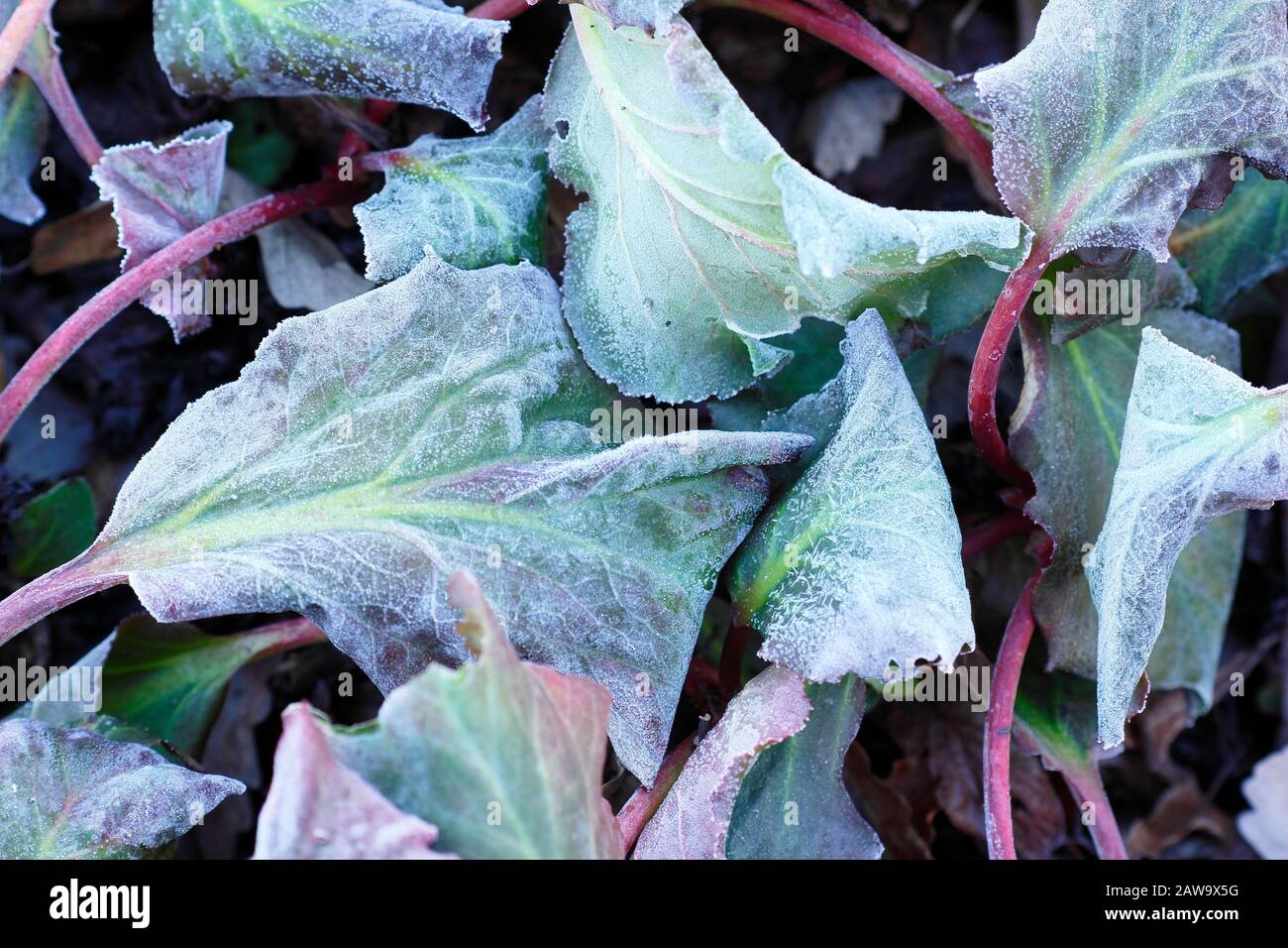 Foglie ghiacciate di Bergenia 'Bressingham Ruby' in inverno. REGNO UNITO Foto Stock