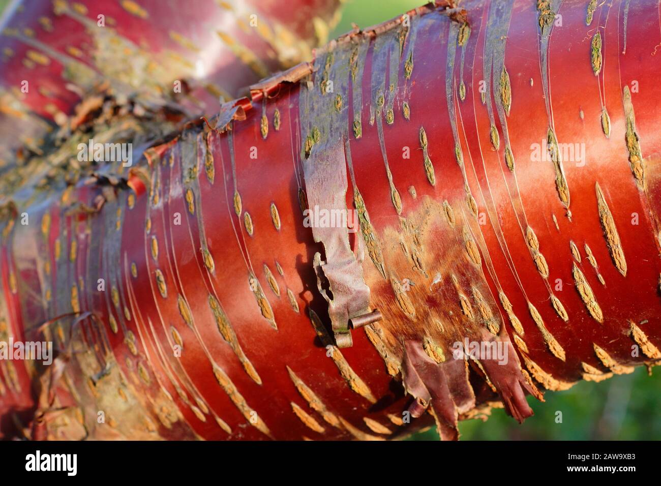 Prunus serrula. Tibetano Cherry che mostra distintamente rame colorato corteccia lucida in inverno. REGNO UNITO Foto Stock