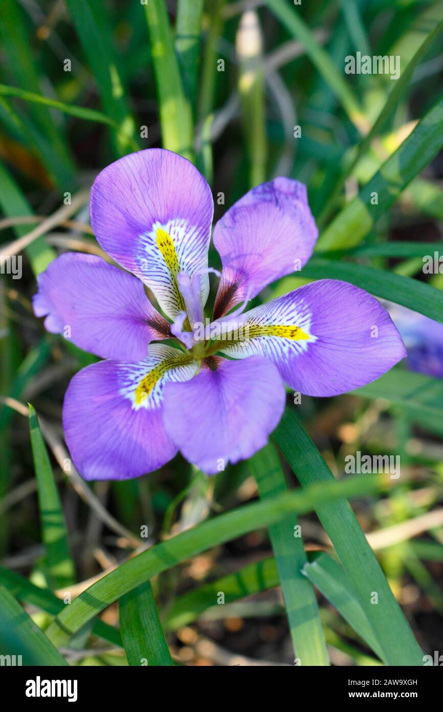 Iris unguicularis. Fioriture viola profondo dell'iride algerina in inverno - gennaio. REGNO UNITO Foto Stock