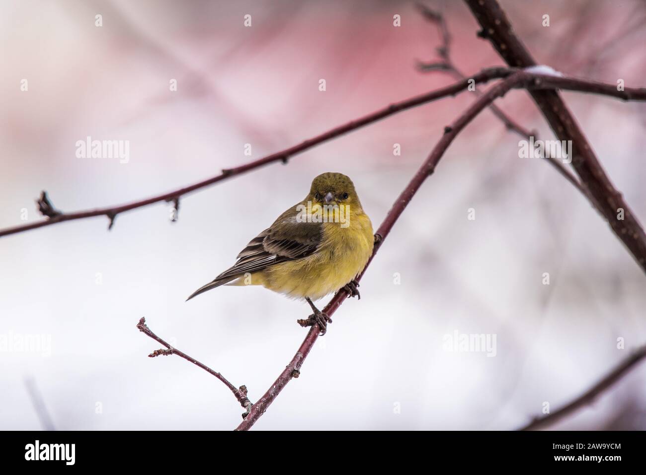 American Gold Finch in granchio innevato melo. Foto Stock