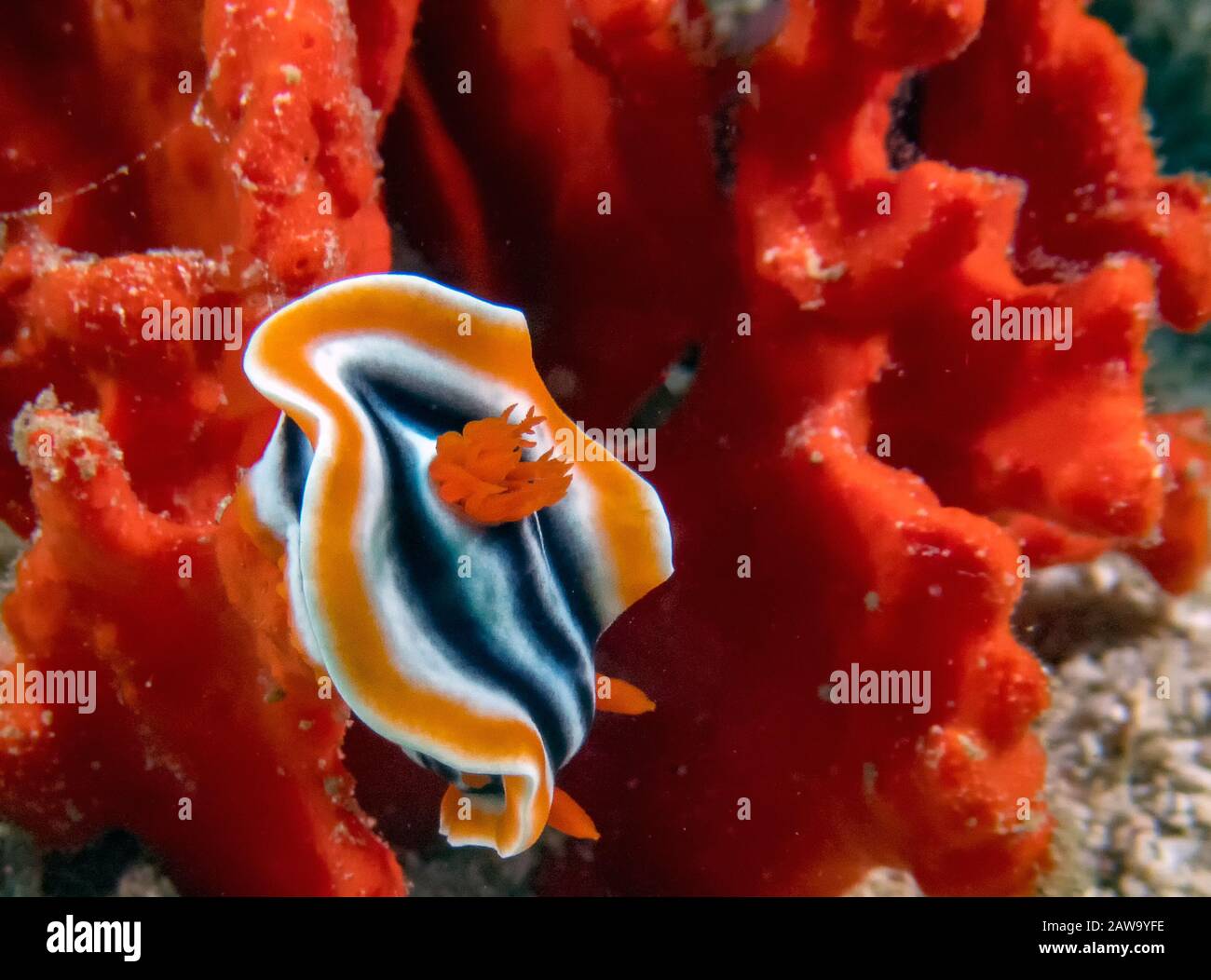 Un Magnifico Chromodoris (Chromodoris magnifica) Foto Stock