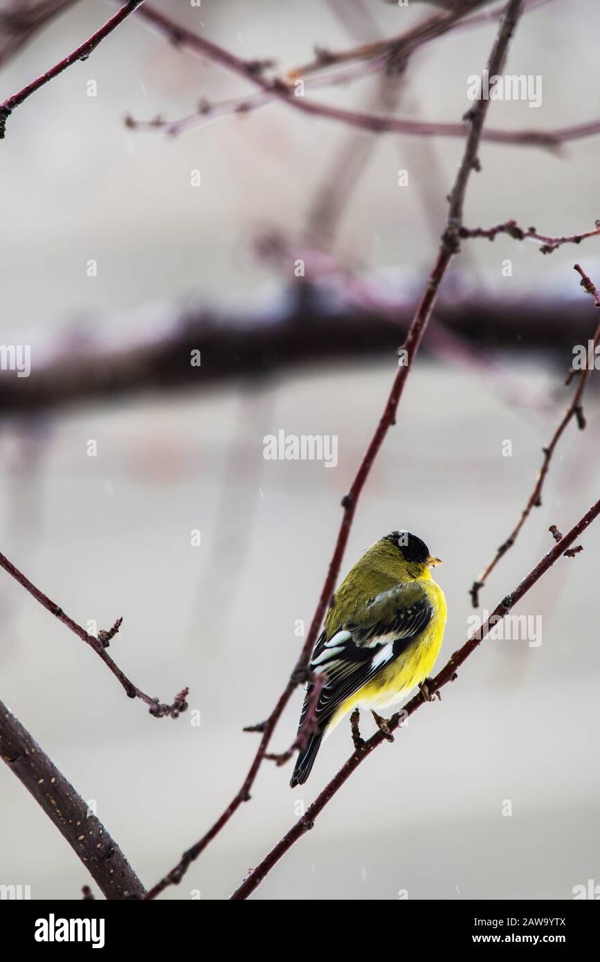 American Gold Finch in granchio innevato melo. Foto Stock