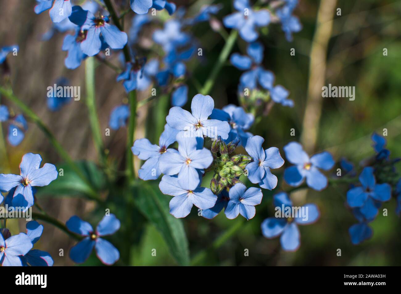 Viola odorata. Il profumo è fragrante. Fiori viola foresta in primavera. Il primo fiore di primavera, viola. Violetti selvatici in natura. Boccola elastica Foto Stock