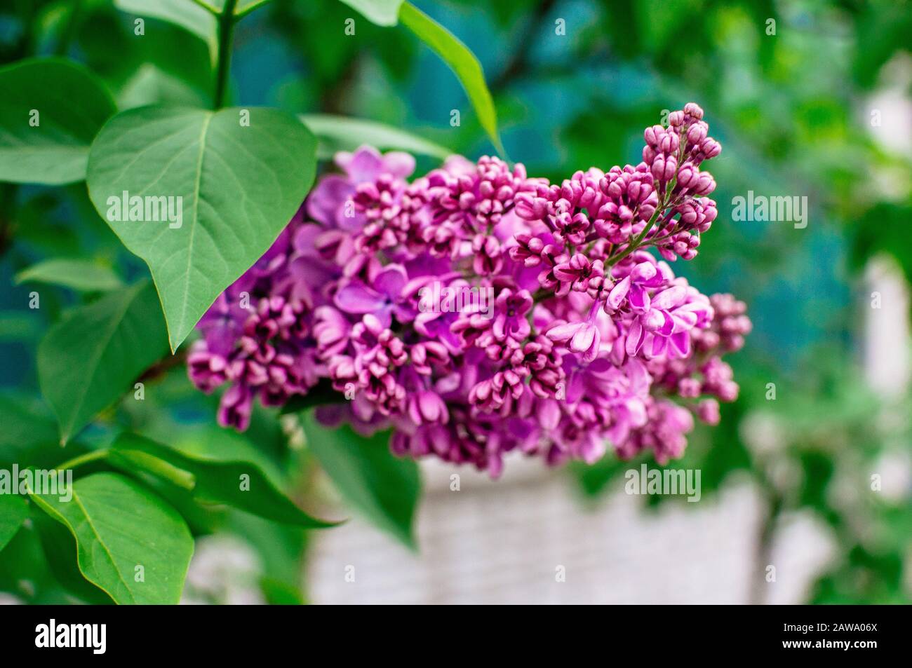 Ramo di sirene su un albero nel giardino, parco. Bella fioritura fiori lilla in primavera. Fioritura in maggio. Concetto di molla. Modello per la progettazione. Foto Stock
