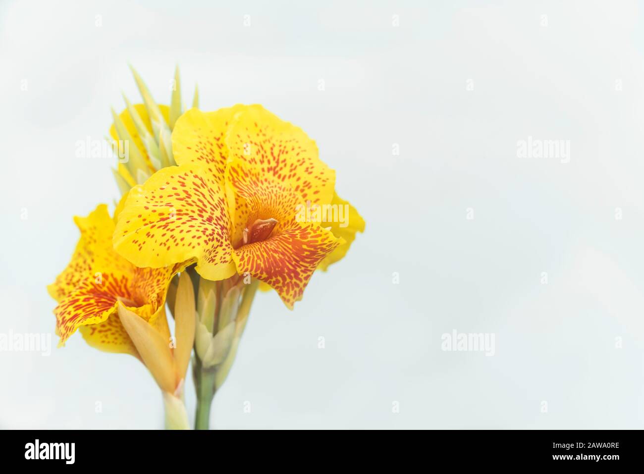 Fiori gialli con puntini rossi, canna picasso Foto Stock