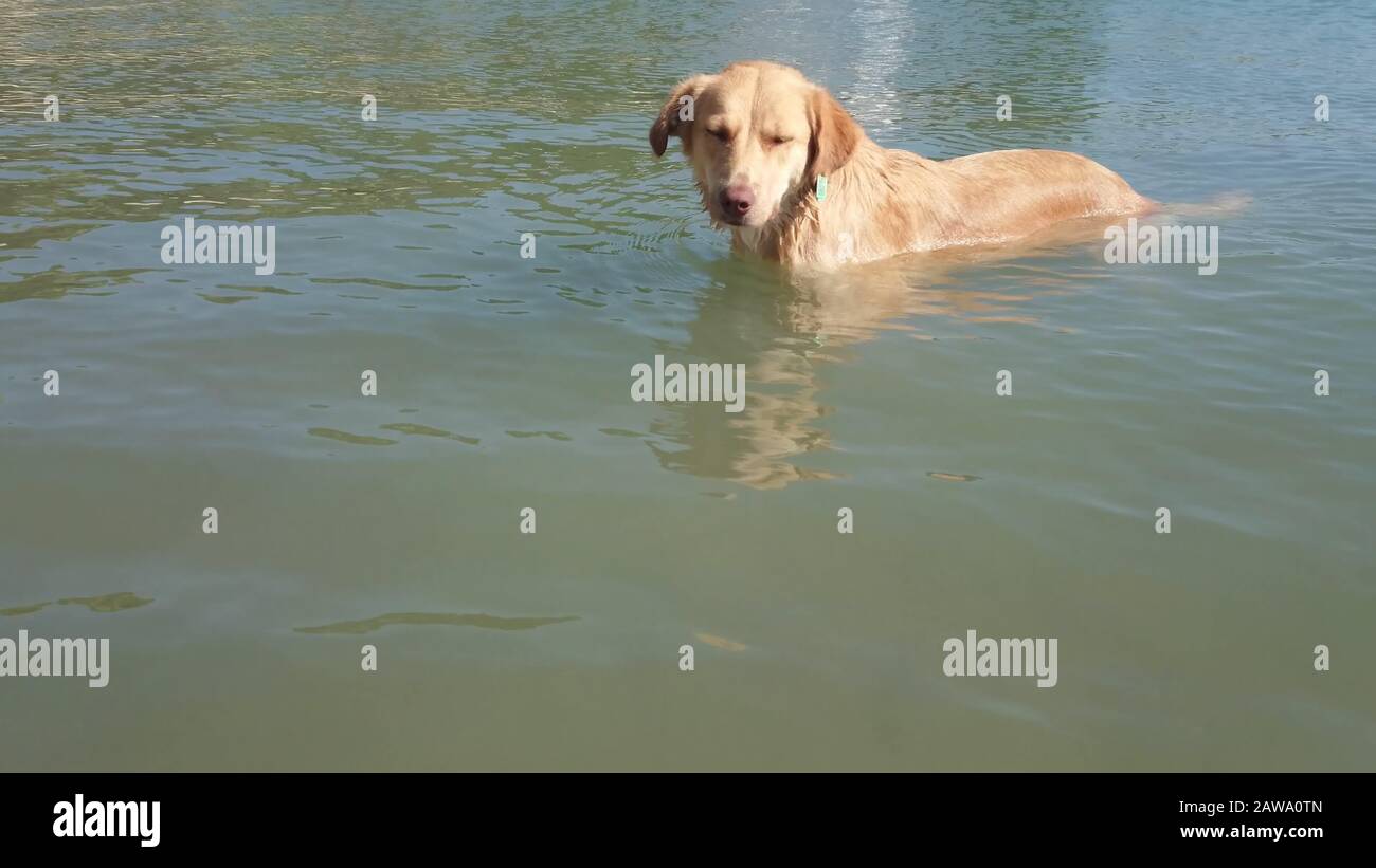 Cane nuoto in acqua di mare. In Turchia. Foto Stock