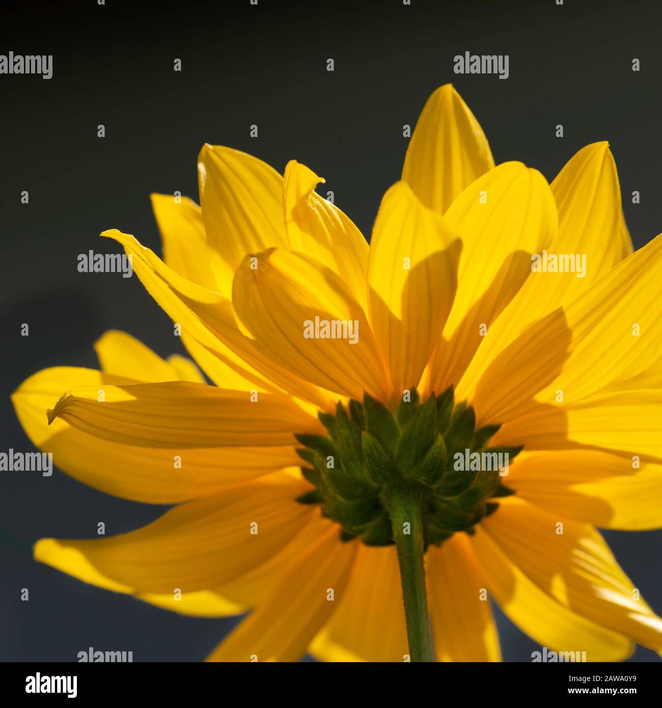 Giallo margherita fiore da sotto Foto Stock