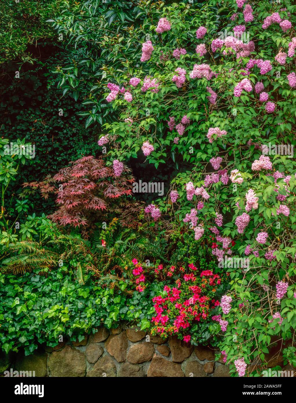 Azalea, Acero Giapponese, Wisteria, Cypress Avenue Garden, Mill Valley, California Foto Stock