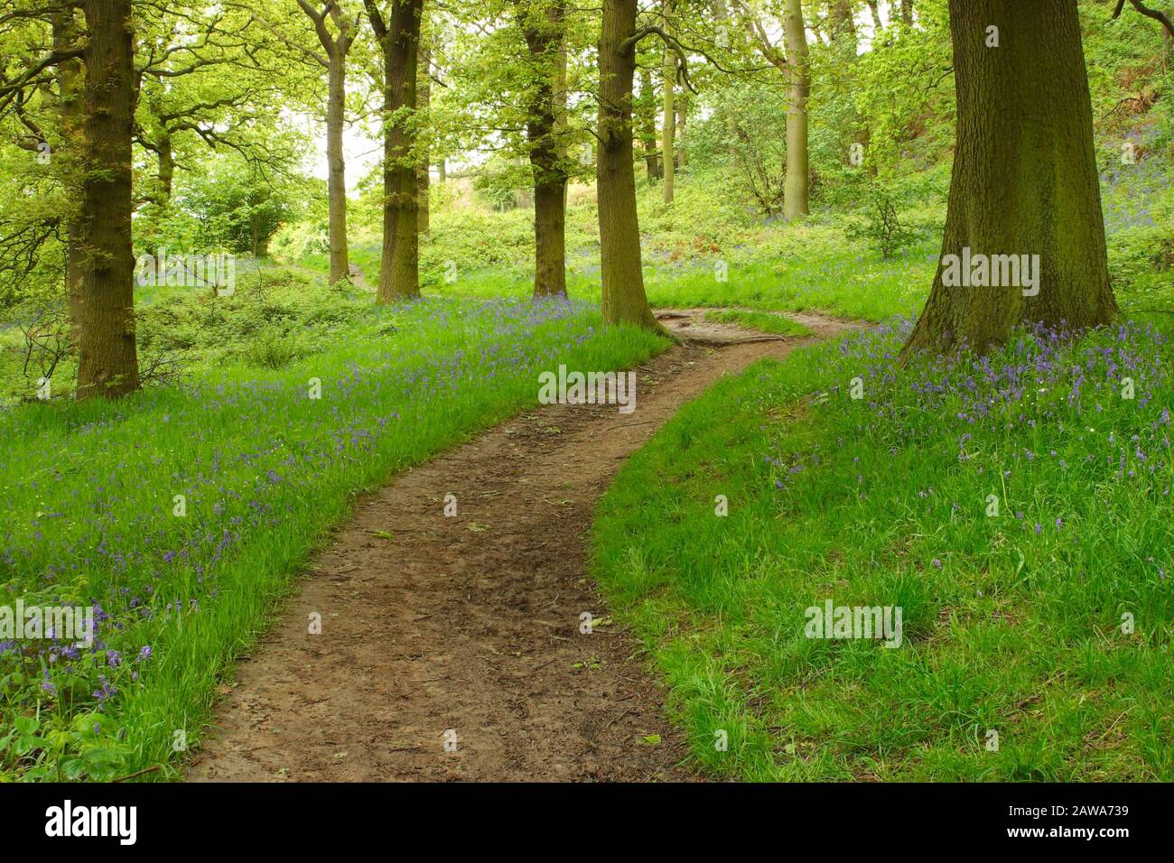Woodland Pathway vicino roseberry topping, North yorkshire Moors National Park, Inghilterra, Regno Unito. Foto Stock