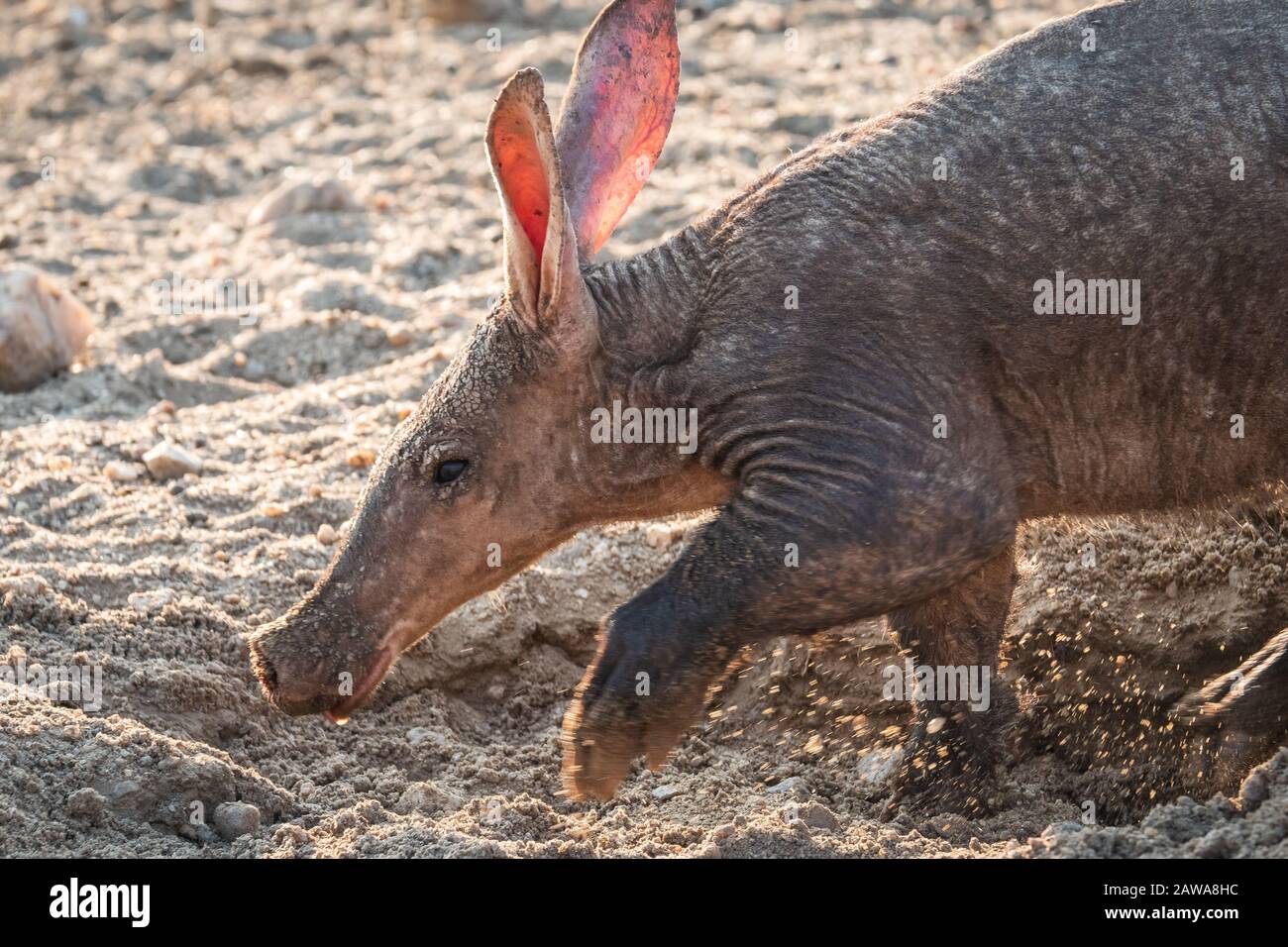 Aardvark Anteater Digging in the Sand nel deserto di Kalahari in Namibia, Africa Foto Stock