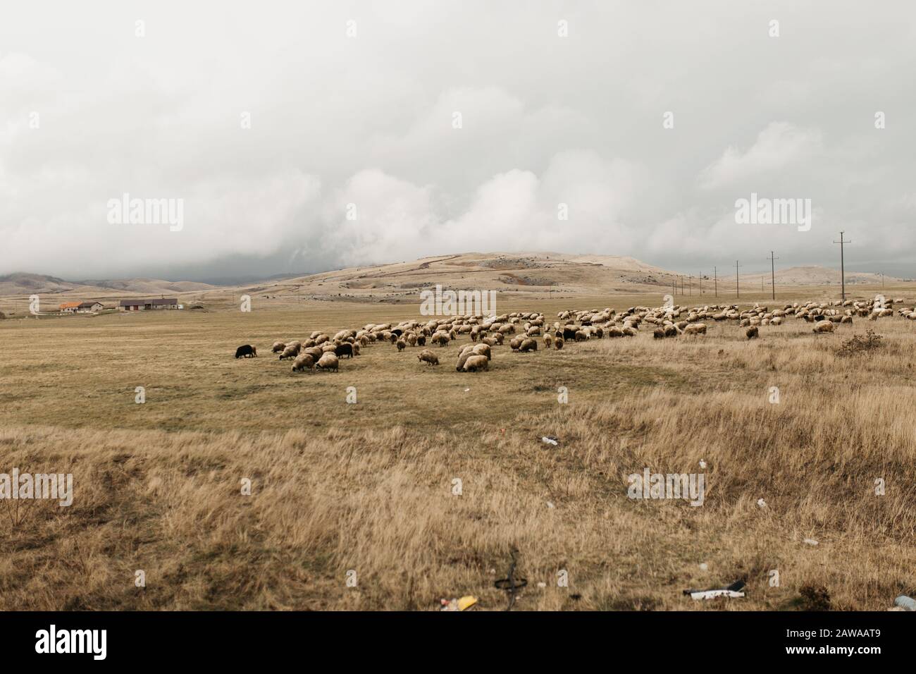 Un gregge di pecore su un prato in un giorno nuvoloso. Foto Stock