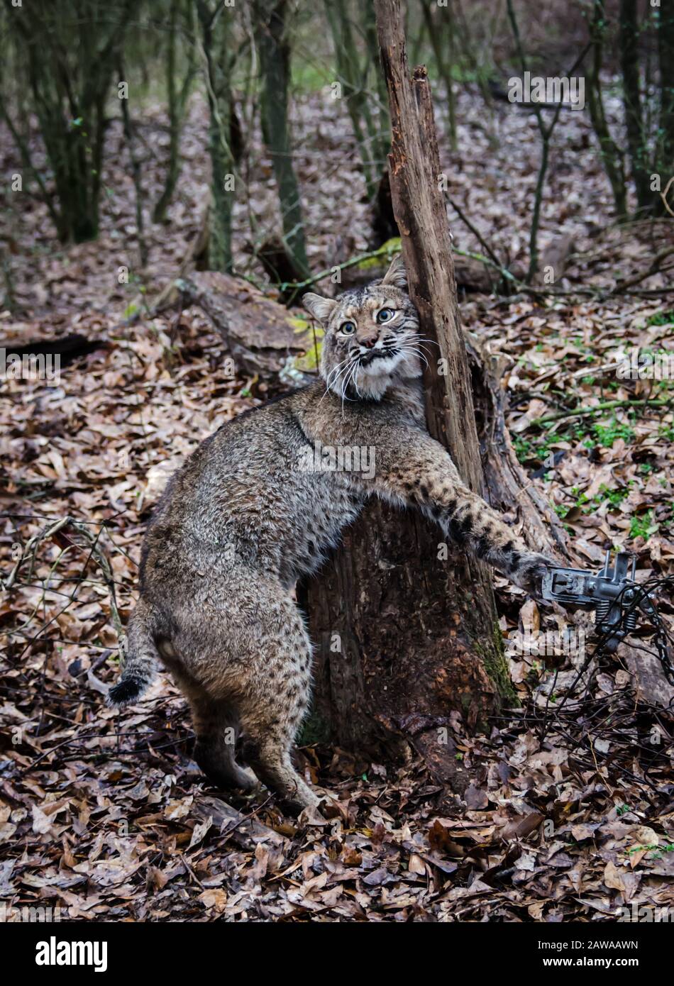 Bobcat feline catturato dal trapper in trappola viva. Predatore di fauna selvatica intrappolato nella trappola di appoggio. Attività sportiva di gestione e di ricreazione, cattura di animali Foto Stock