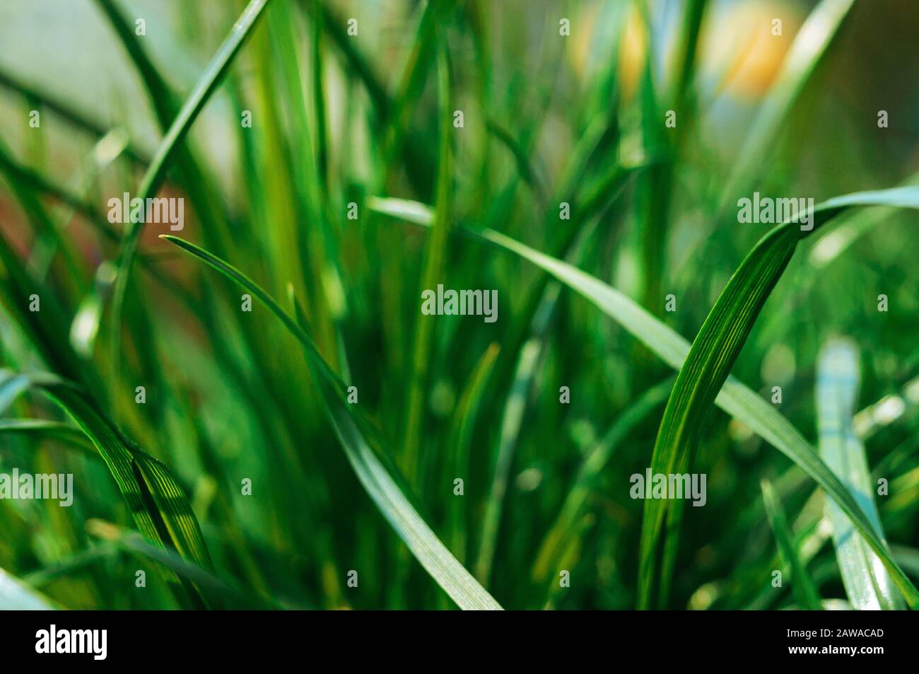 sfondo verde di erba fresca di primavera. Prato non tagliato nel giardino al sole. Erba succulenta per, modello per disegno. Copia spazio. Foto Stock