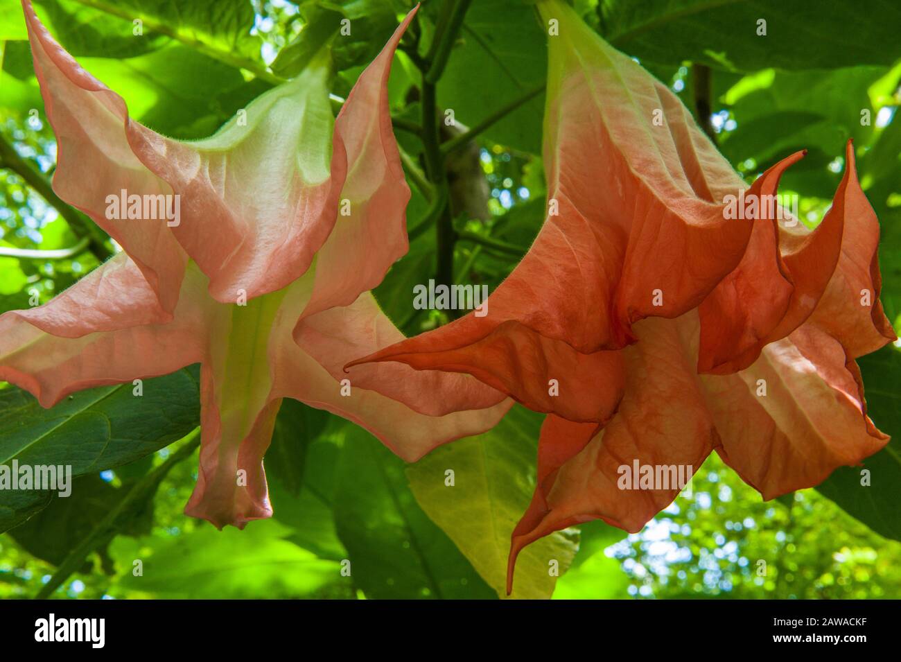 Angel'S Trumpet, Brugmansia Suaveolens, Cypress Garden, Mill Valley, California Foto Stock