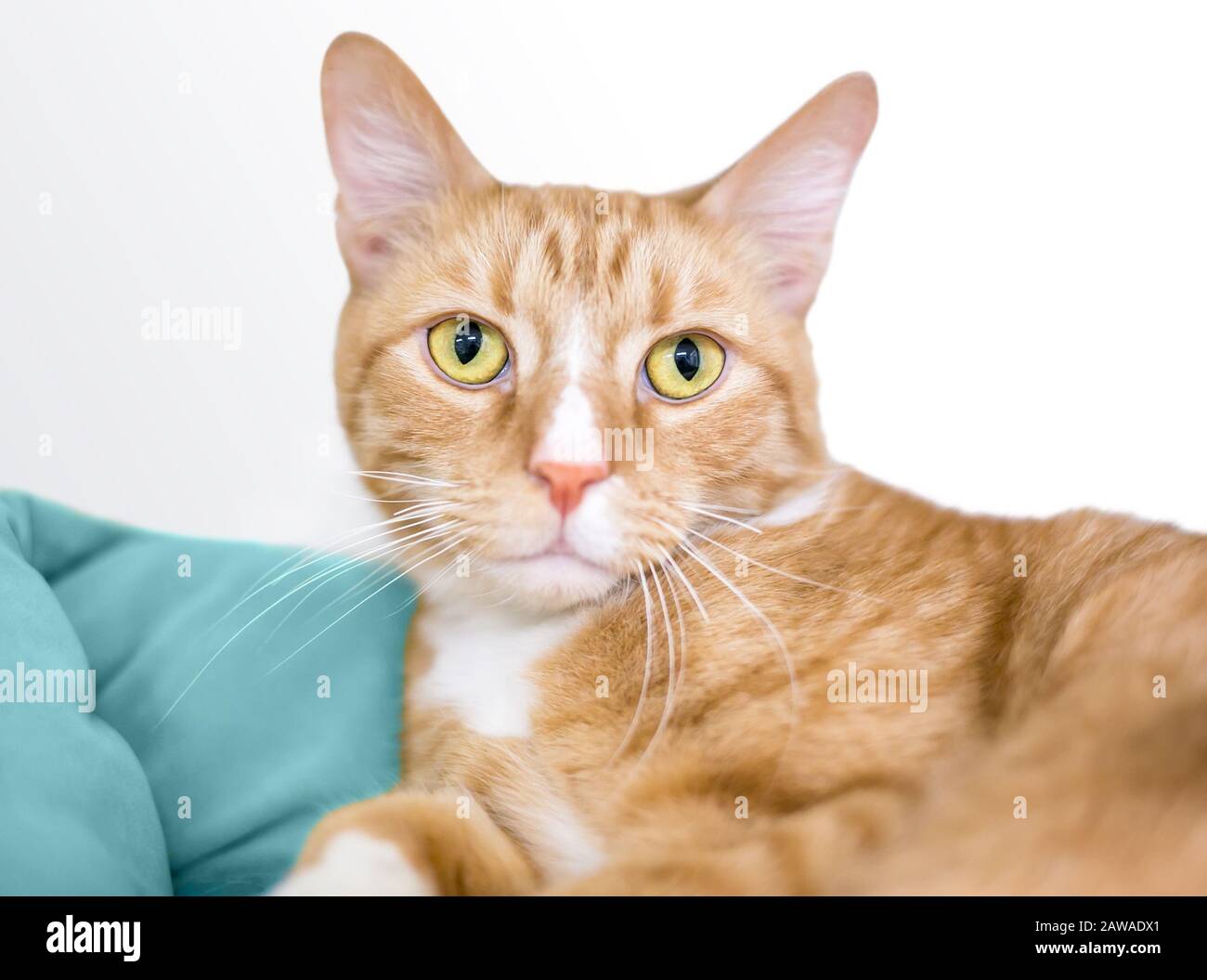 Un tabby arancione gatto shorthair domestico con occhi gialli rilassante su una coperta Foto Stock