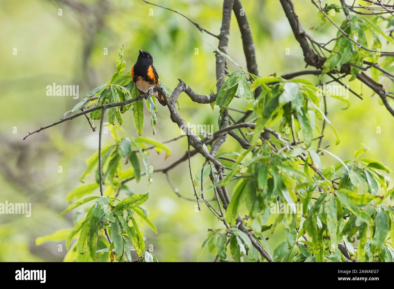 Canto redstart americano Foto Stock