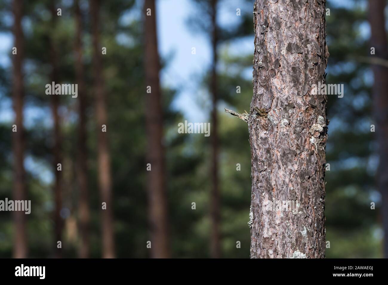 Tronco di pino vicino con una foresta sfocata sullo sfondo Foto Stock