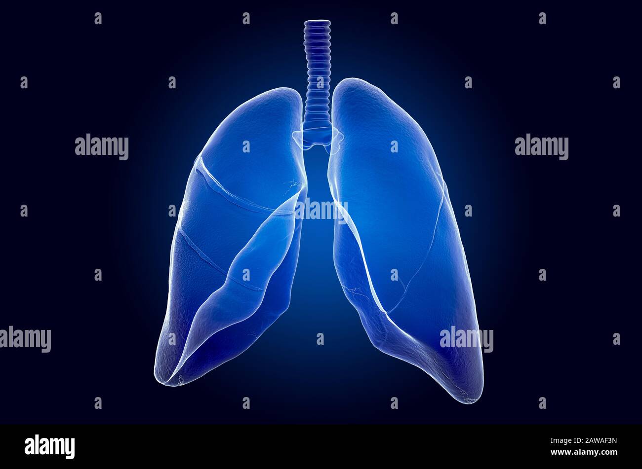 Polmoni umani, ologramma a raggi X. Rendering 3D su sfondo blu scuro Foto Stock
