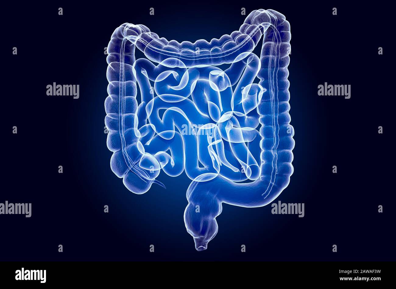 Intestini umani, ologramma a raggi X. Rendering 3D su sfondo blu scuro Foto Stock