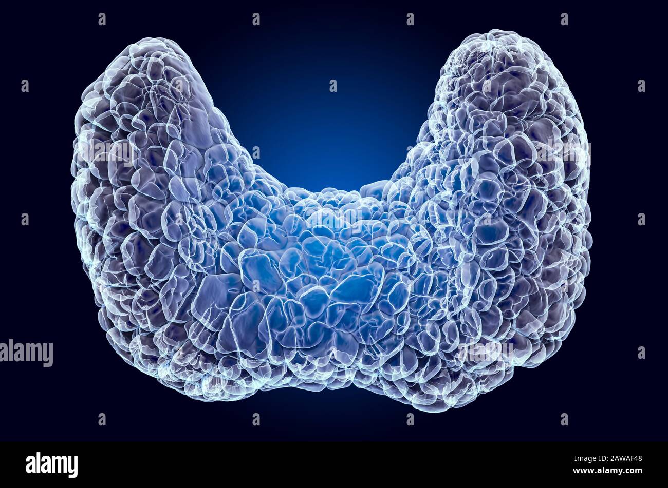 Tiroide umana, ologramma a raggi X. Rendering 3D su sfondo blu scuro Foto Stock