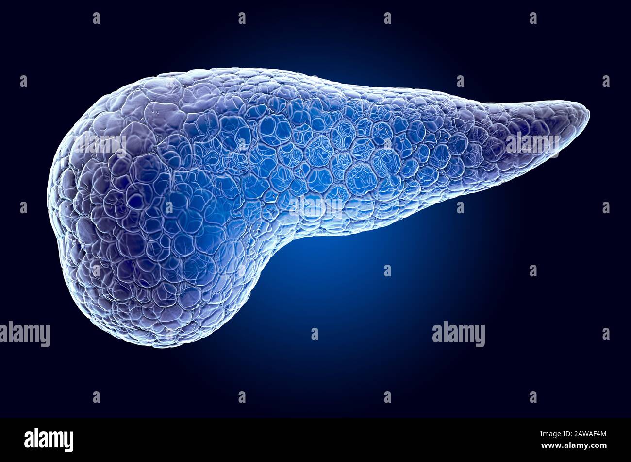 Pancreas, ologramma a raggi X. Rendering 3D su sfondo blu scuro Foto Stock