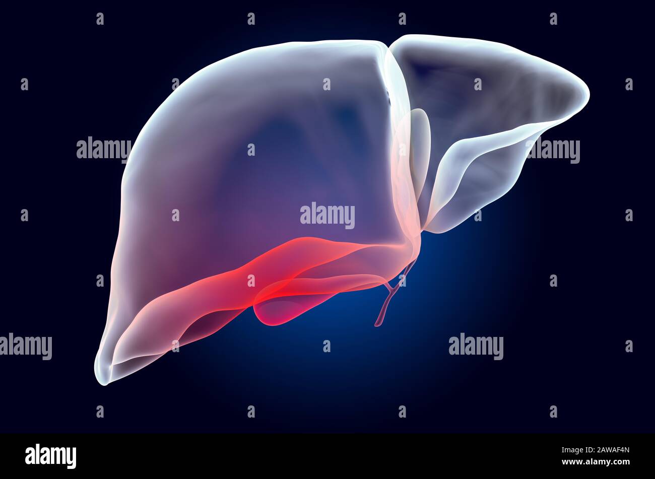 Dolore nel concetto di fegato o Gallbladder. Effetto luce fantasma, ologramma a raggi X. Rendering 3D su sfondo blu scuro Foto Stock