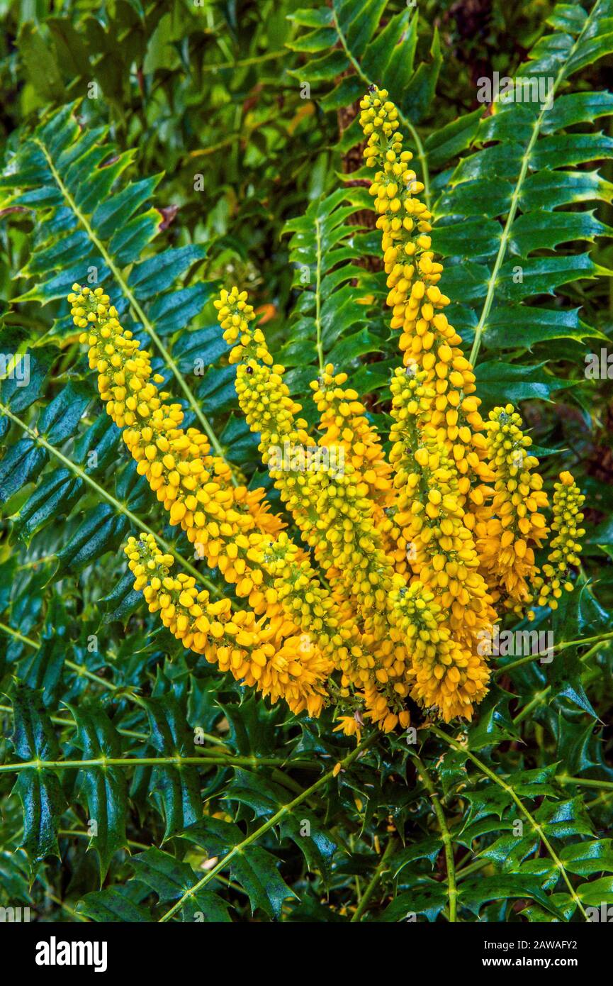 Uva Oregon, Mahonia Aquifolium, Berberidaceae, Cypress Garden, Mill Valley, California Foto Stock