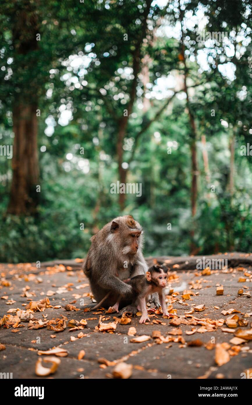 Madre Balinese coda lunga scimmia che tiene il suo bambino Foto Stock