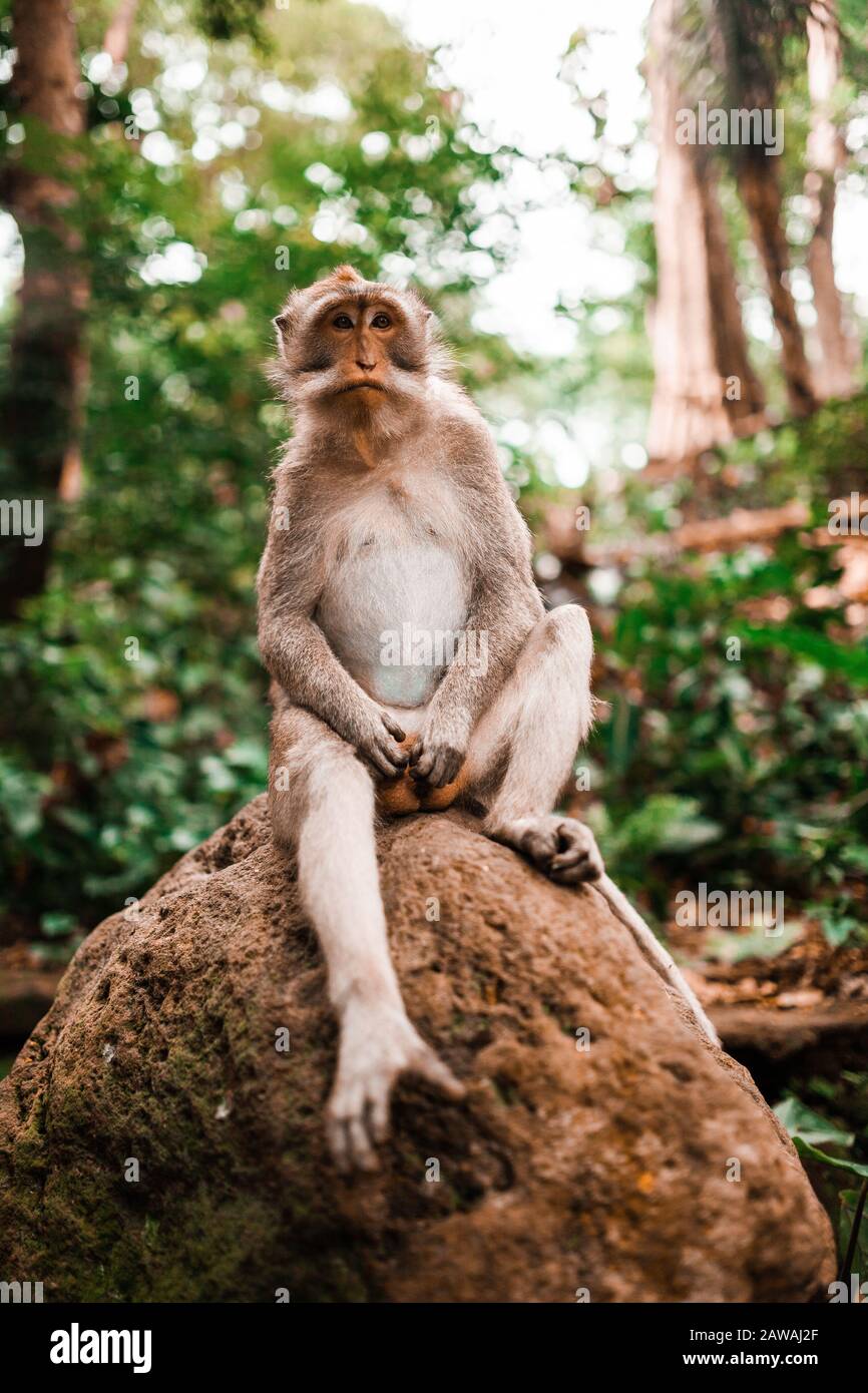 Scimmia maschio adulto a coda lunga seduta su una roccia Foto Stock