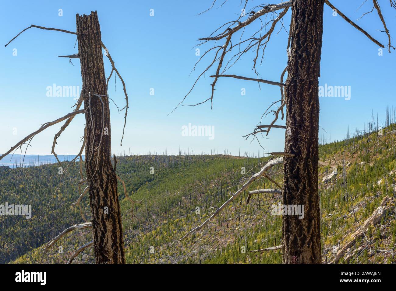 Alberi morti di Wildfire nella parte orientale dello stato di Washington Foto Stock