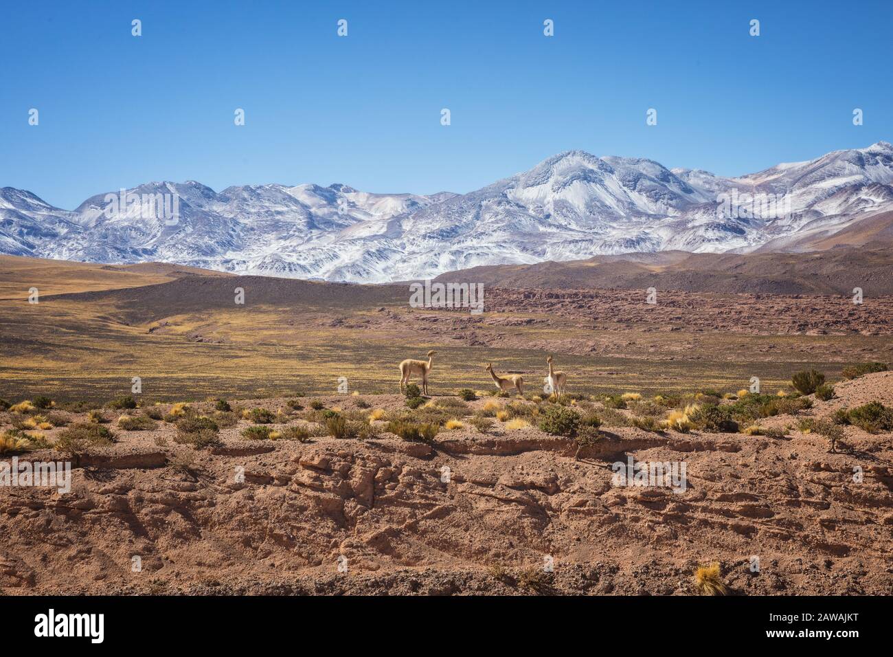 VicuÃ±come nel suo ambiente naturale Atacama Foto Stock