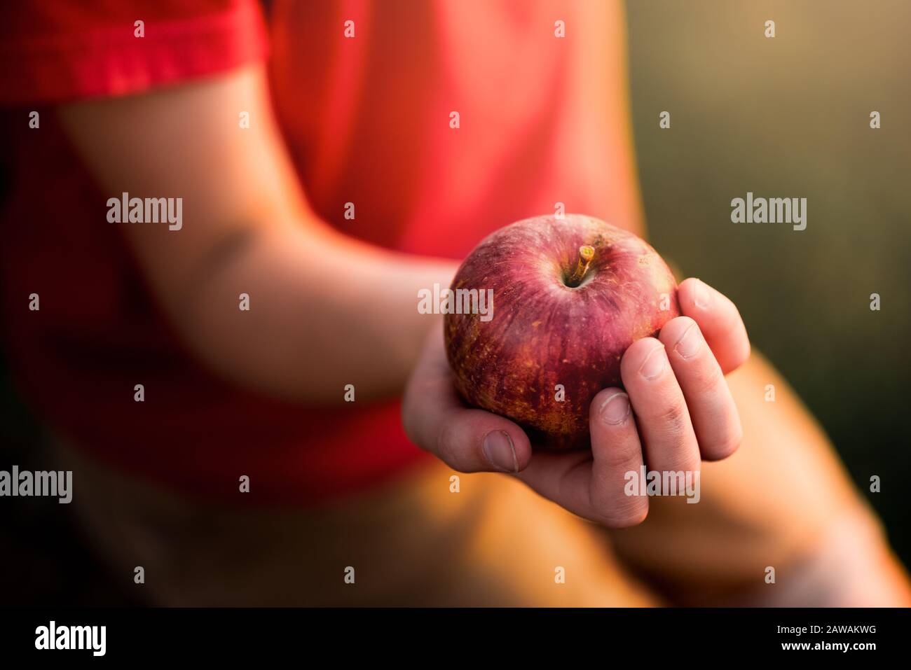 piccola mano che tiene una mela rossa fuori Foto Stock