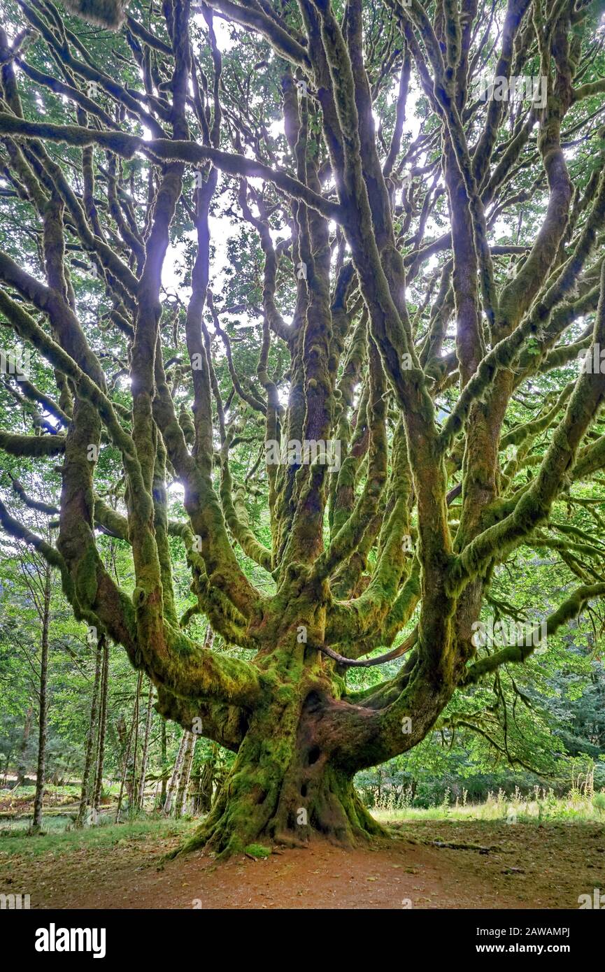 Big muschio coperto di Bigleaf Maple (Acer macrophyllum) al Lago Crescent, Olympic National Park, Washington, Stati Uniti. Foto Stock