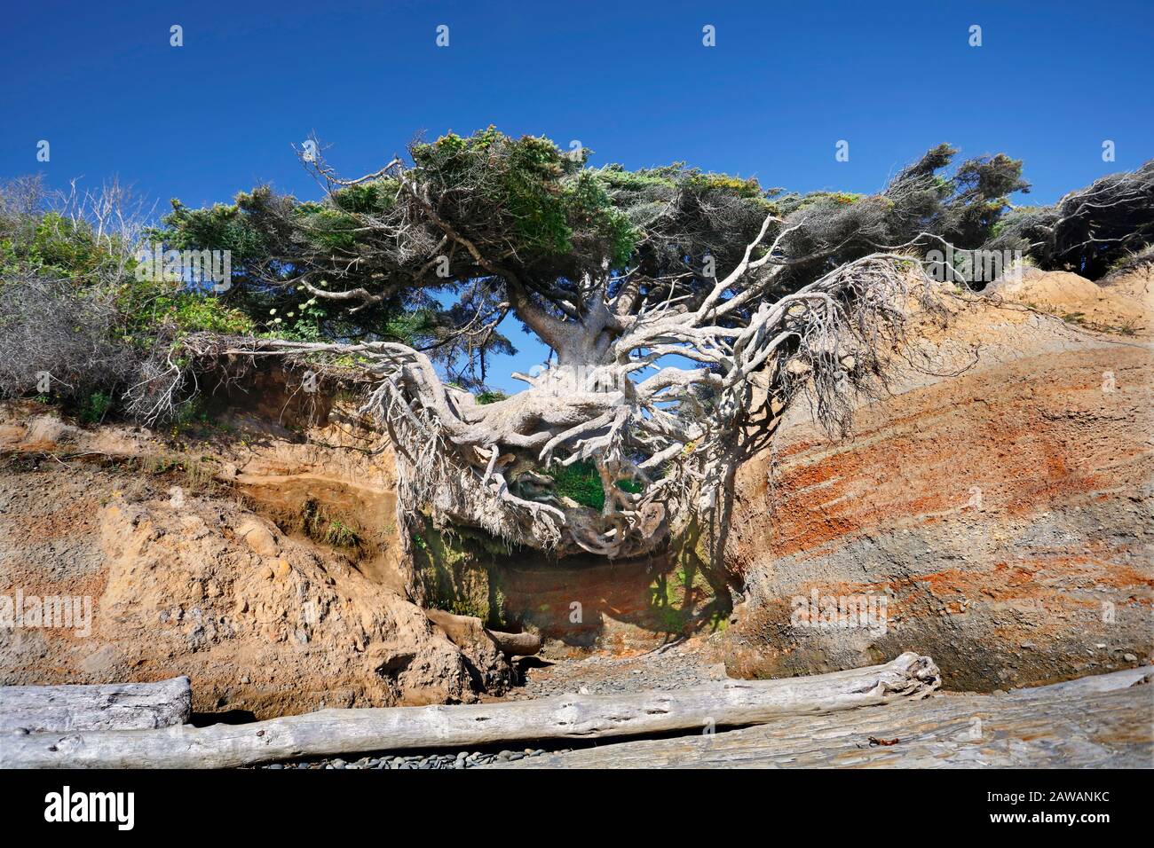 Tree of Life, appeso lì a Kakaloch Beach, sull'Oceano Pacifico nello Stato di Washington, Stati Uniti. Quasi tutte le sue radici esposte a causa di erosione di suolo. Foto Stock