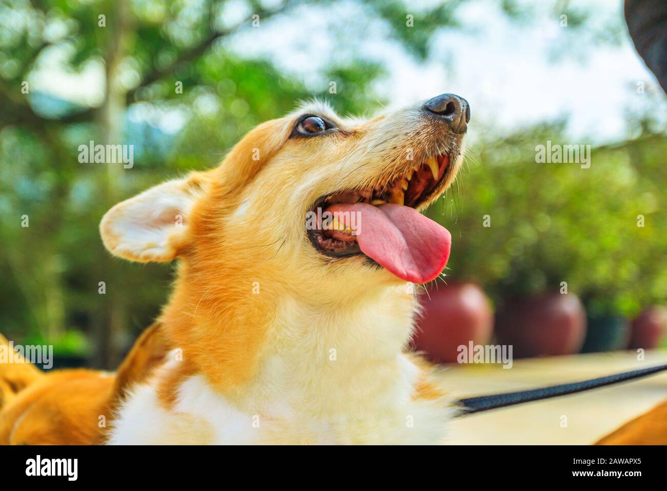Felice gallese Corgi Pembroke cane con linguetta di sticking isolato sullo sfondo del parco. Foto Stock